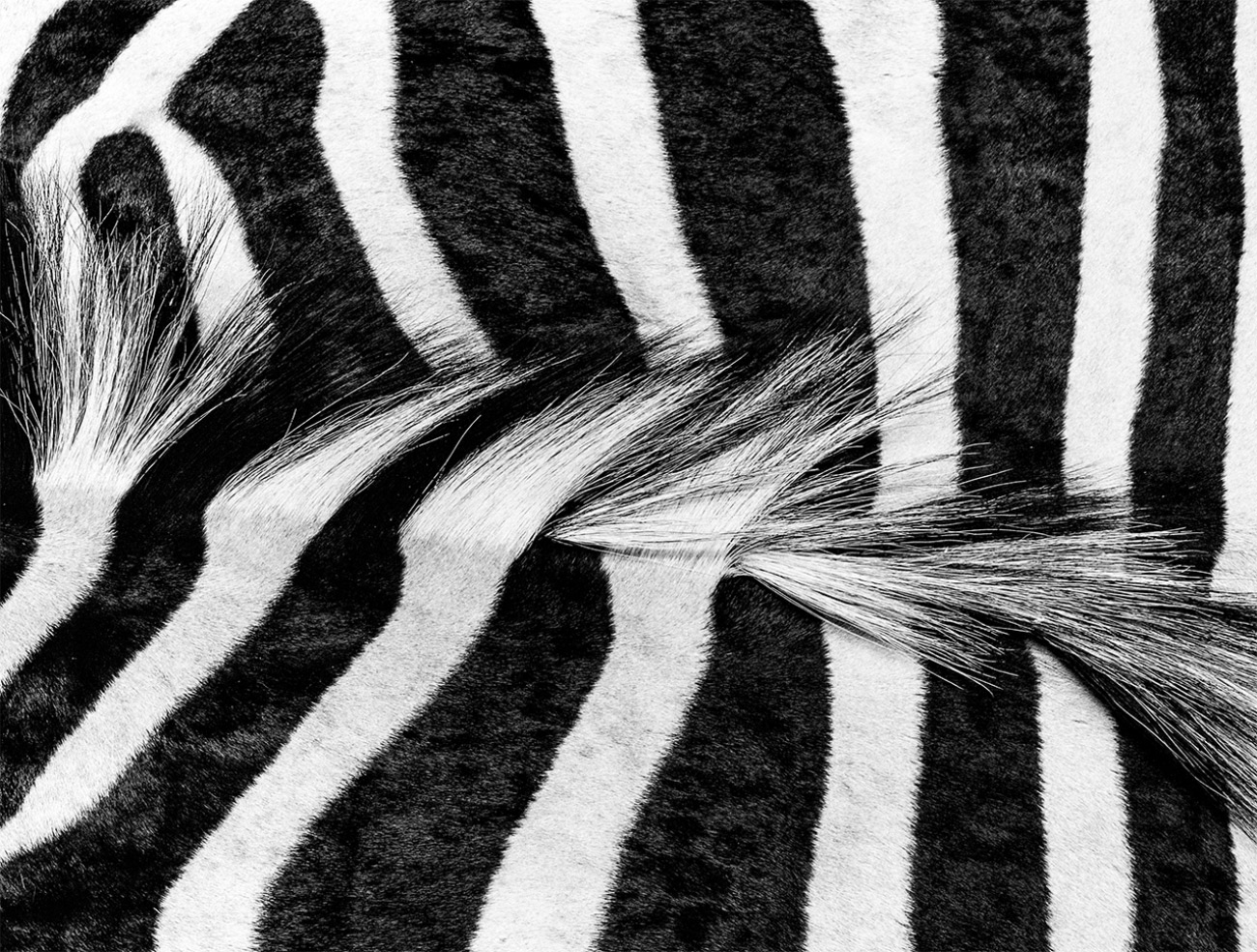 Zebra Skin