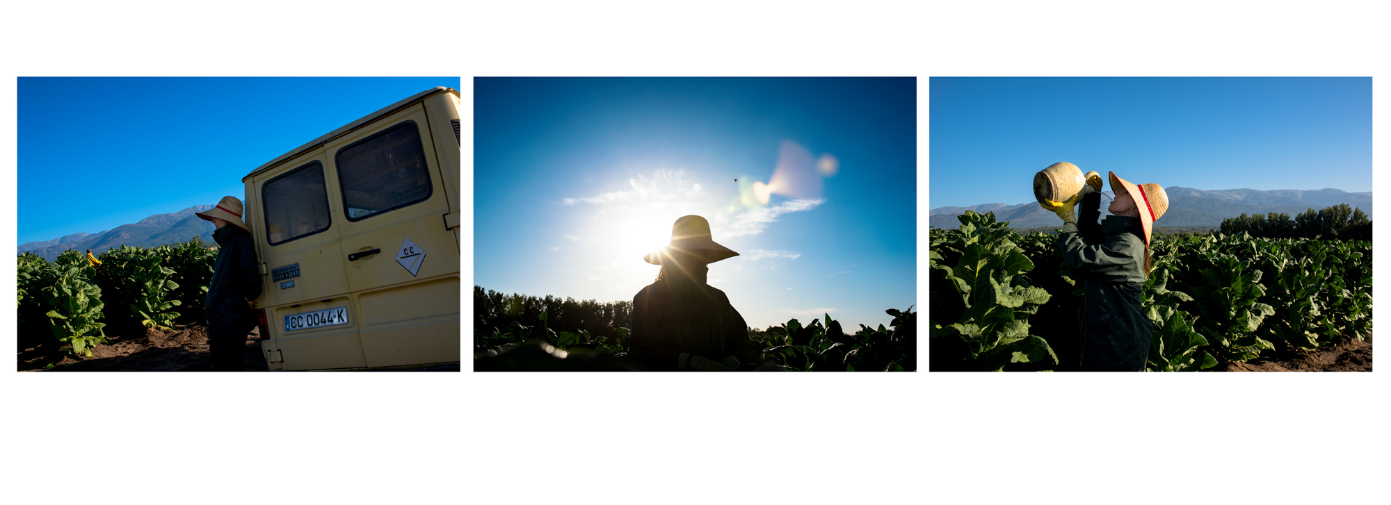 Raquel en la plantación de tabaco