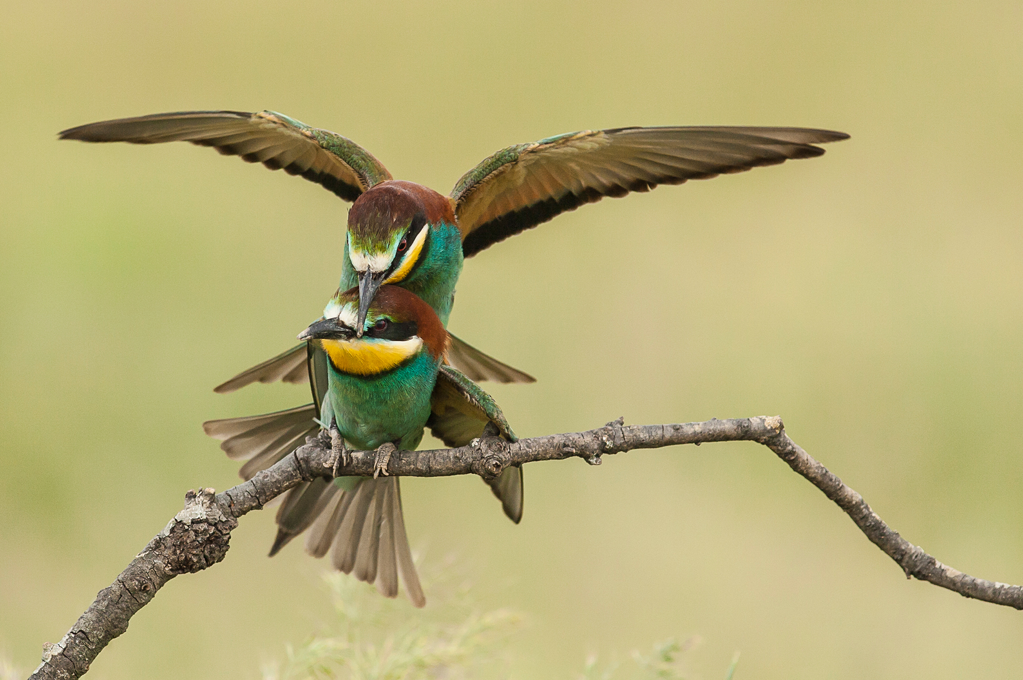 La primavera la sangre altera