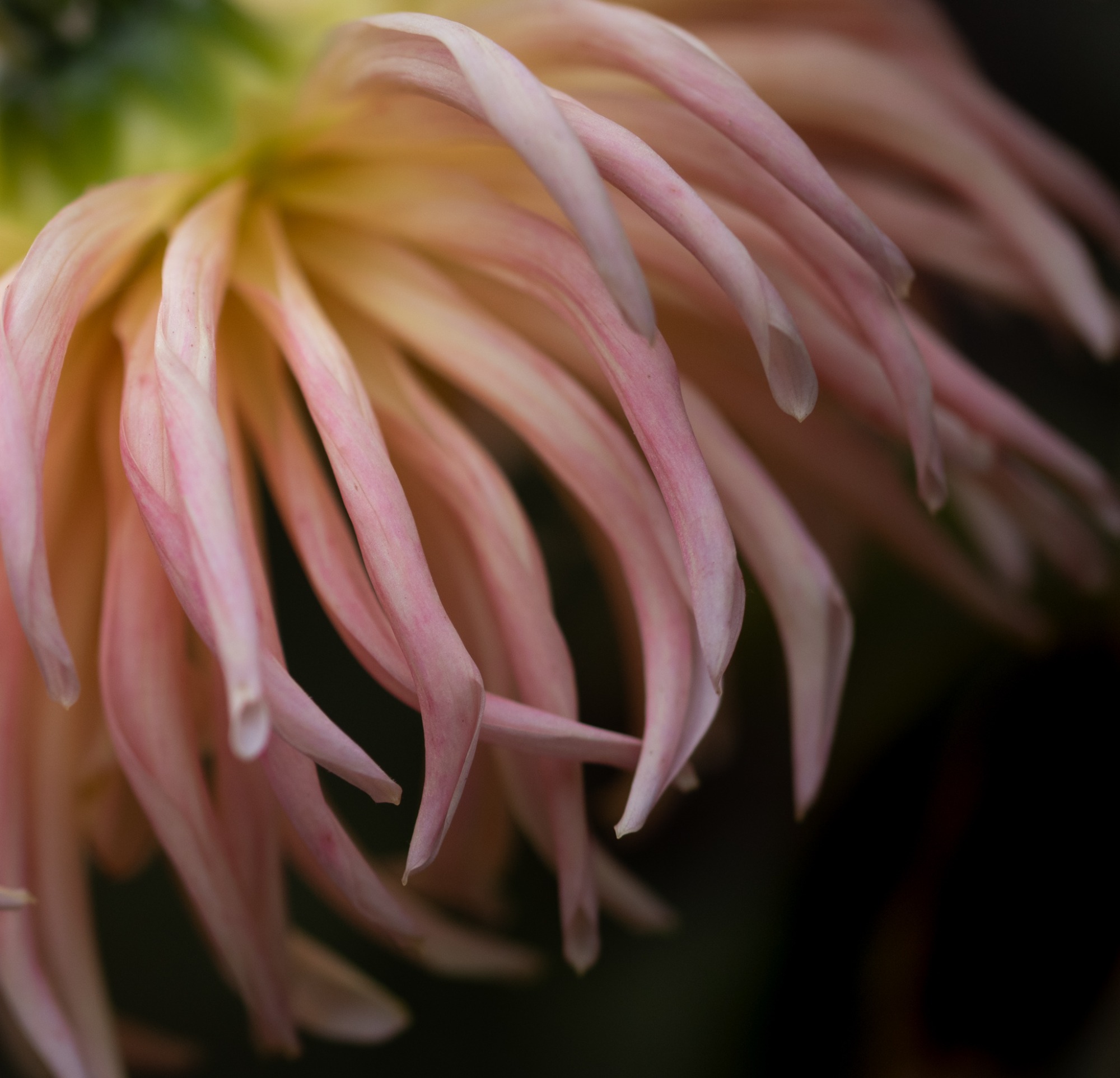 Flor de otoño Foro AFT