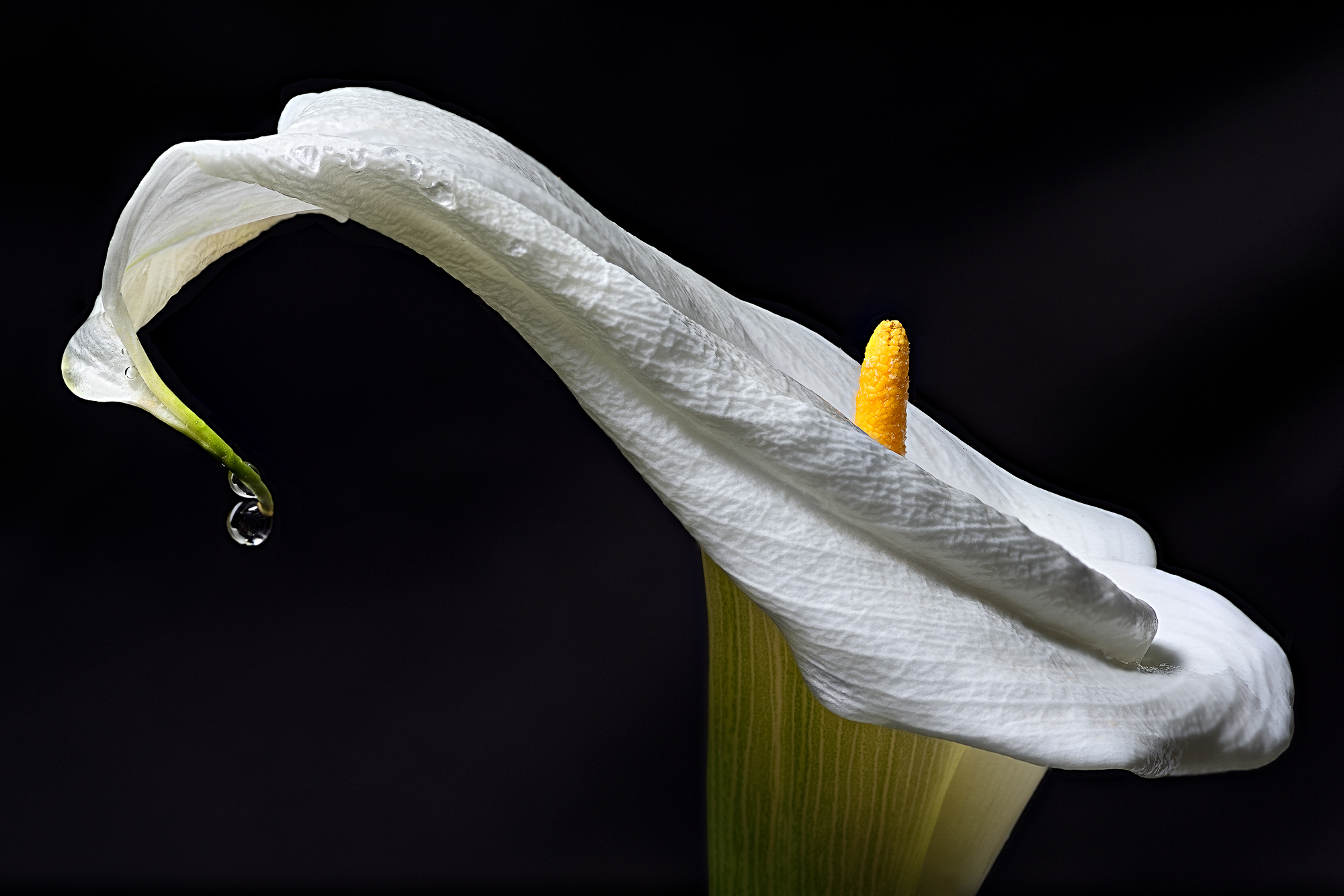 Tesoro Manchego Tesoro Manchego