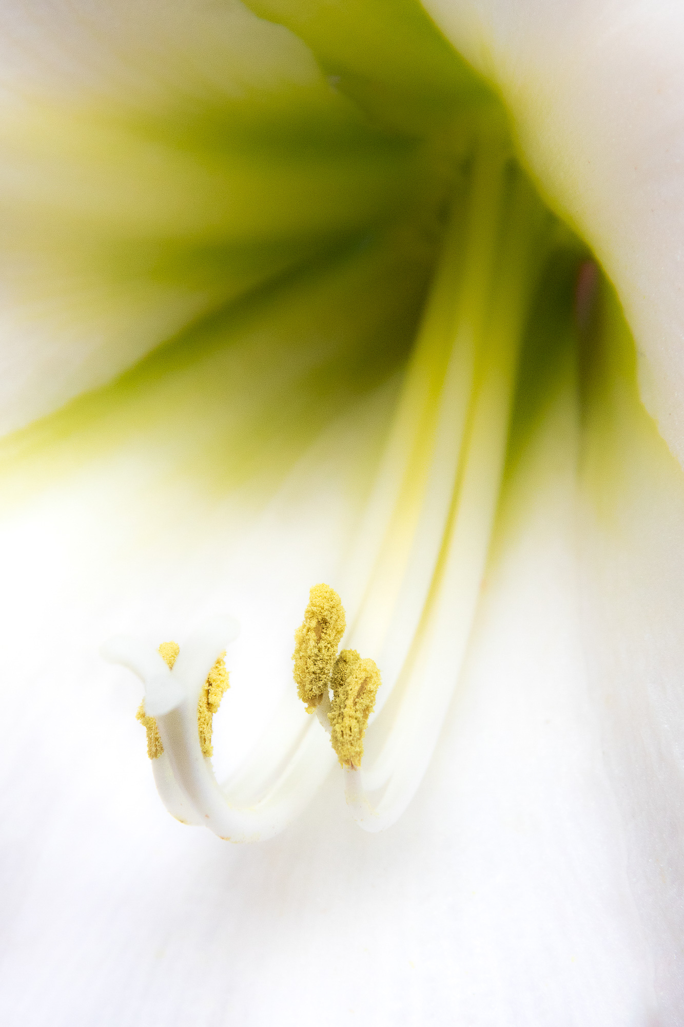 Tesoro Manchego Tesoro Manchego